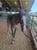 Horse ad