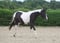 Horse ad
