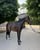 Annonce cheval
