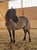 Horse ad