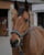 Annuncio cavallo