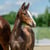 Horse ad