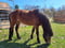 Annuncio cavallo