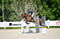 Annuncio cavallo