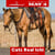 Horse ad