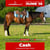 Annuncio cavallo