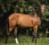 Annonce cheval