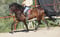 Anuncio de caballos