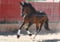 Annuncio cavallo