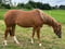 Anuncio de caballos
