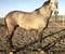 Horse ad