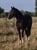 Horse ad