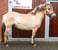 Horse ad