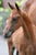 Horse ad