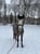 Horse ad