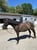 Annuncio cavallo