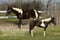Horse ad