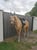 Annuncio cavallo