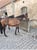 Horse ad