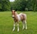 Horse ad