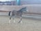 Annuncio cavallo