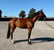 Annuncio cavallo