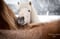 Annuncio cavallo