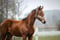 Horse ad