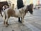 Horse ad