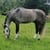 Annuncio cavallo