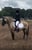 Horse ad