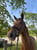 Annuncio cavallo