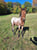 Annuncio cavallo