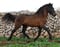 Horse ad