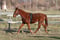 Horse ad