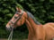 Annuncio cavallo