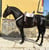 Horse ad