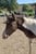 Horse ad