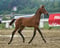 Horse ad