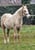 Horse ad