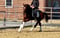 Horse ad
