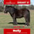 Horse ad