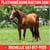 Horse ad