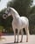 Horse ad