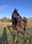 Horse ad