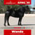 Horse ad
