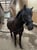 Annuncio cavallo