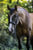 Horse ad