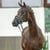 Annuncio cavallo