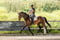 Annuncio cavallo